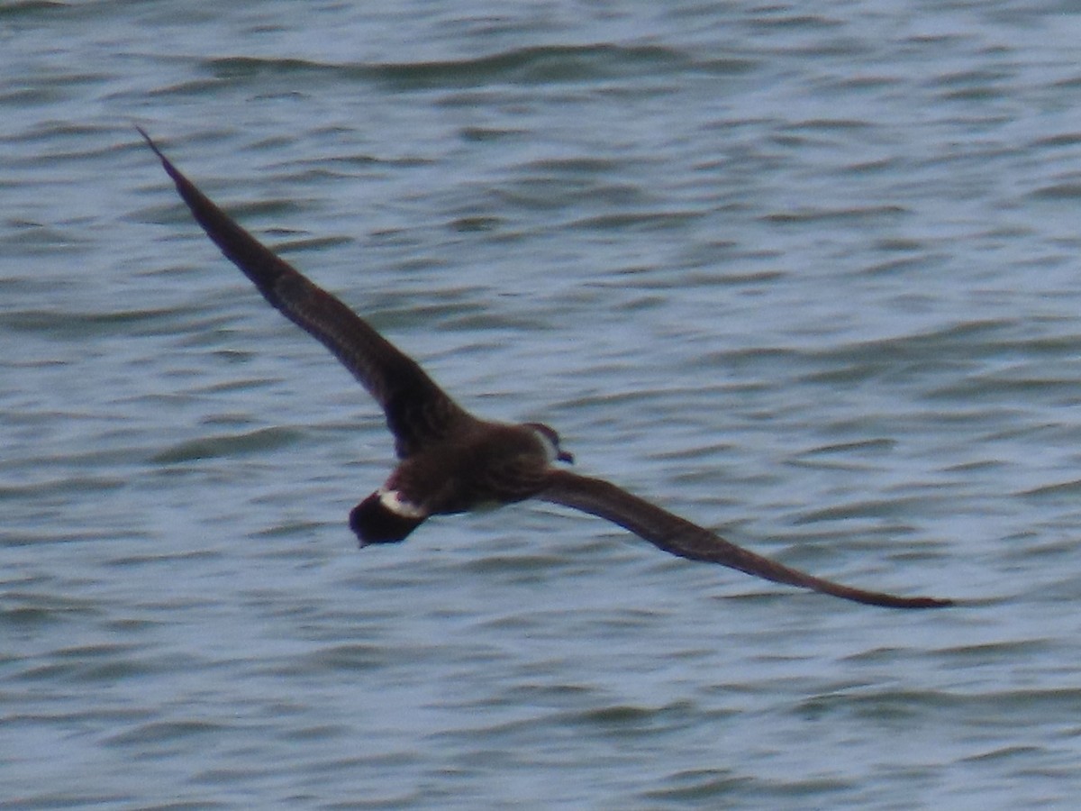 Great Shearwater - Frederick Bowes