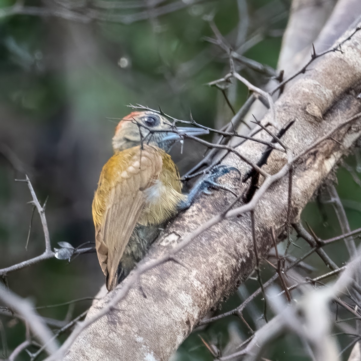 Smoky-brown Woodpecker - ML597356191