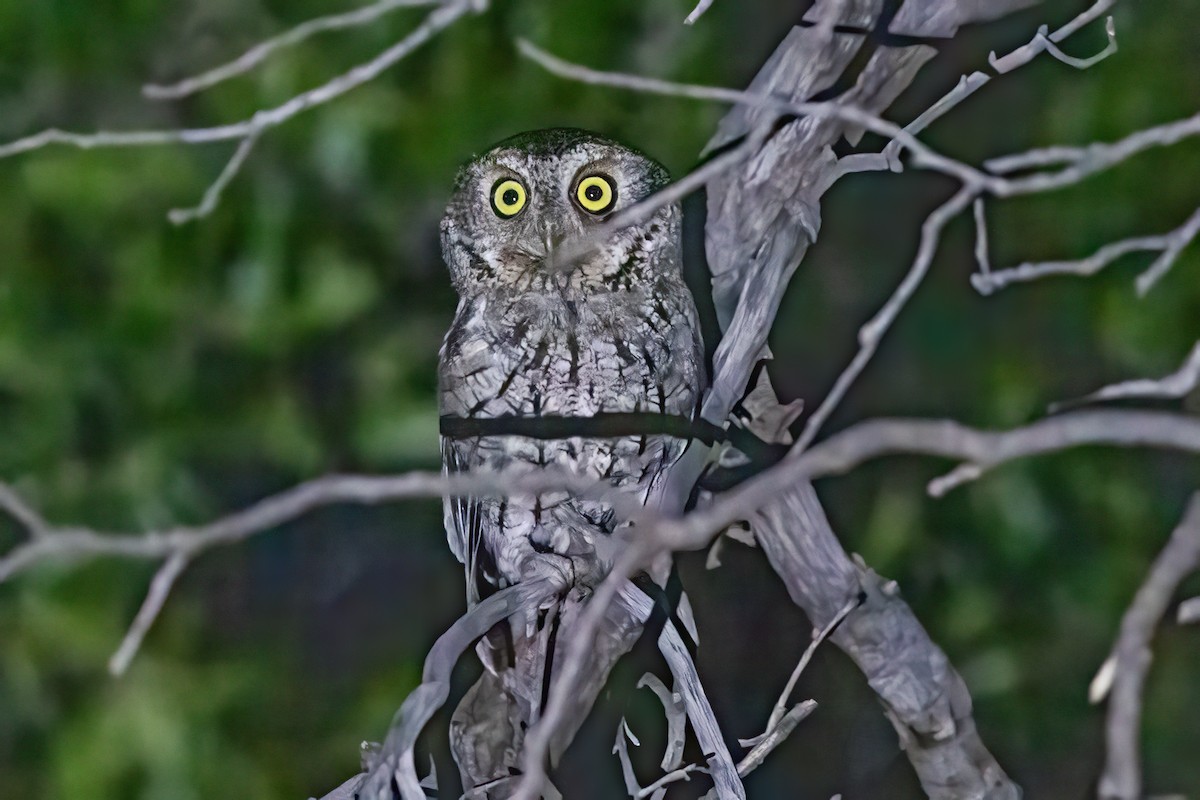 Whiskered Screech-Owl - ML597356641