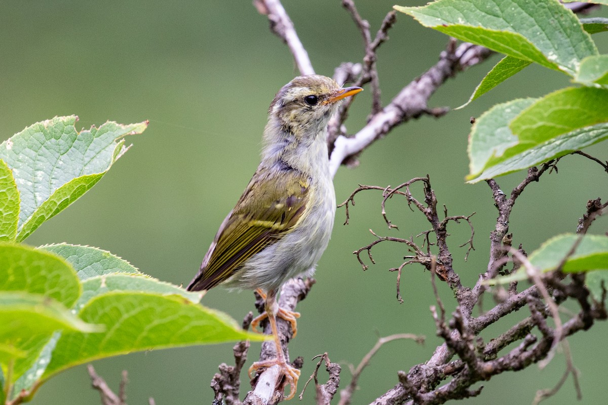 Hartert's Leaf Warbler - Xiaoni Xu