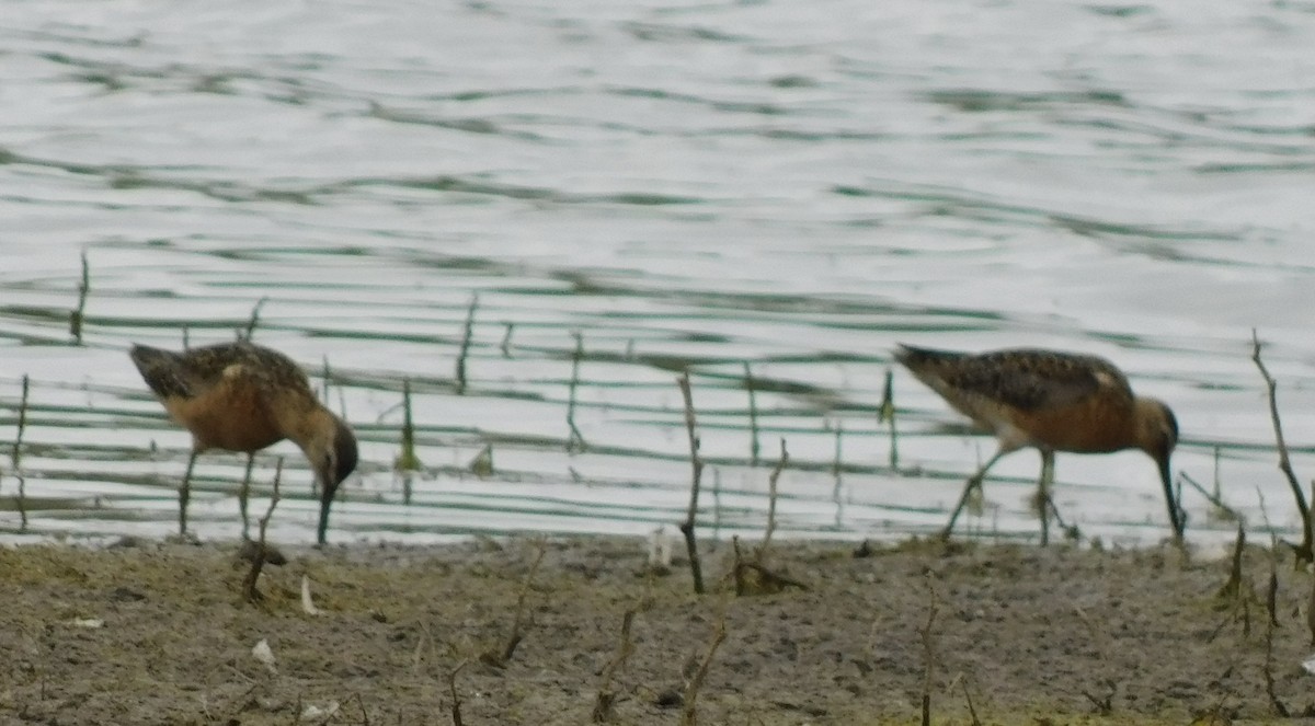 Long-billed Dowitcher - ML597357531