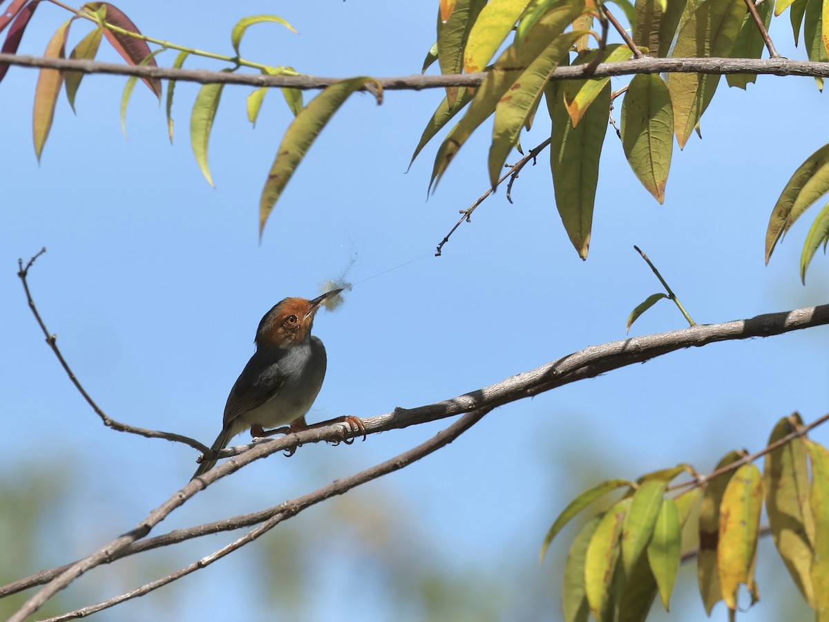 Ashy Tailorbird - Glenda Khoo