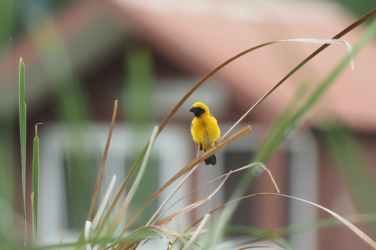 Asian Golden Weaver - ML597358551