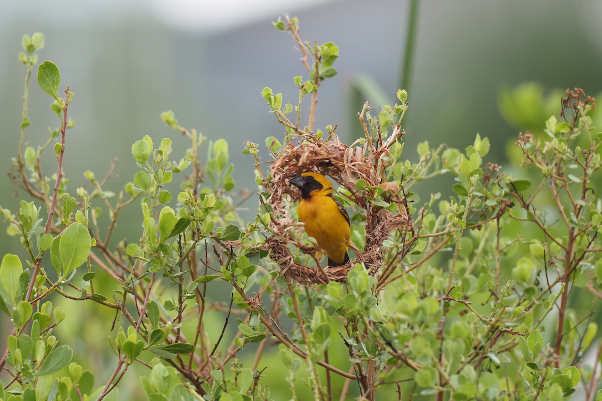 Asian Golden Weaver - ML597358581