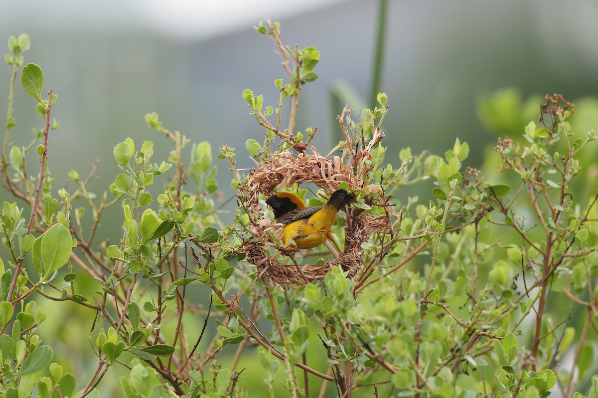 Asian Golden Weaver - Akharachai  Rojbundit