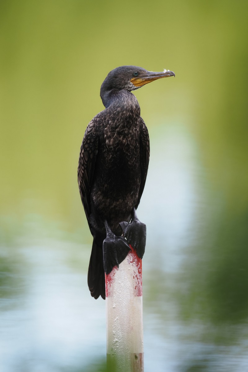 Indian Cormorant - ML597358731