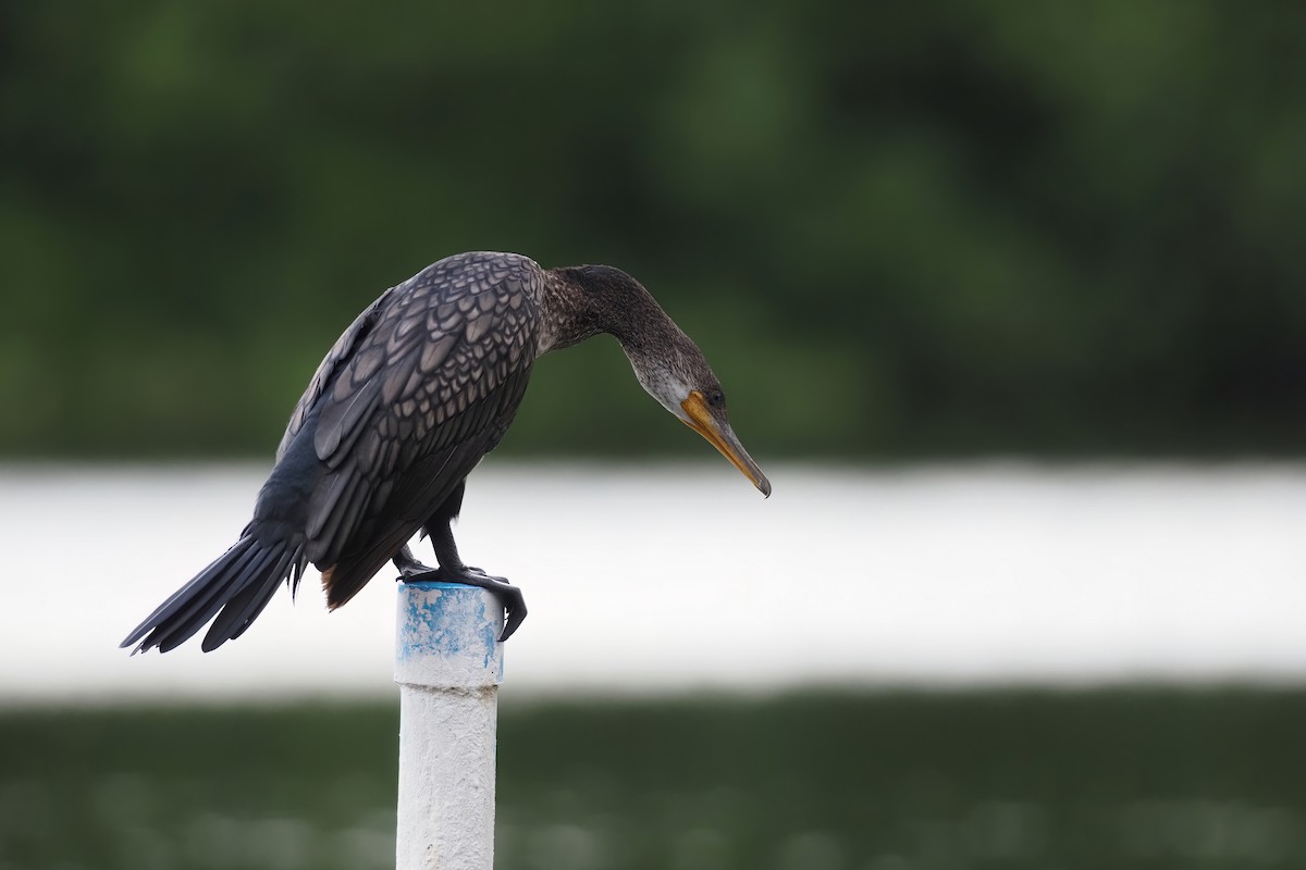 Indian Cormorant - Akharachai  Rojbundit