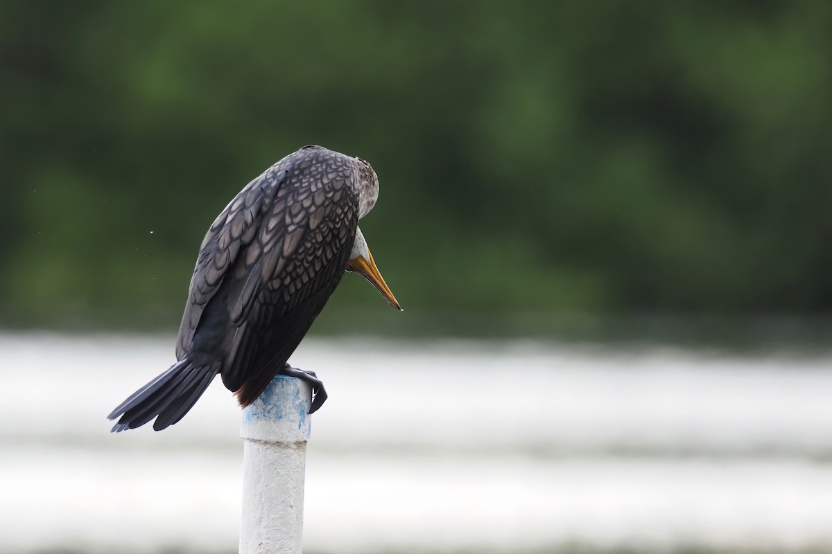 Indian Cormorant - Akharachai  Rojbundit