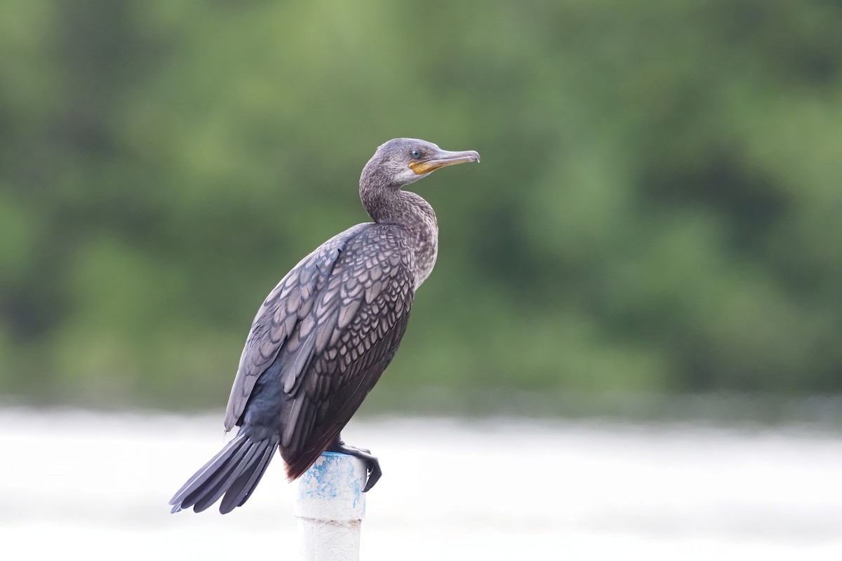 Indian Cormorant - Akharachai  Rojbundit