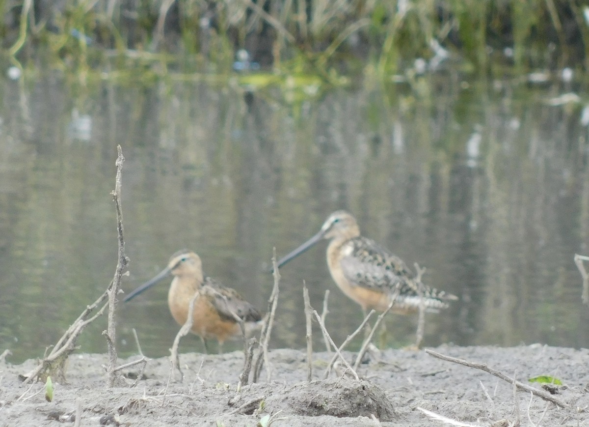 Long-billed Dowitcher - ML597358771