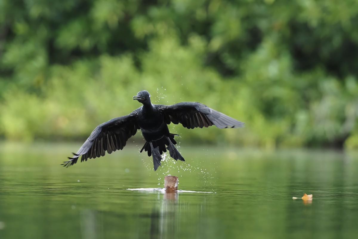 Cormoran à cou brun - ML597358821