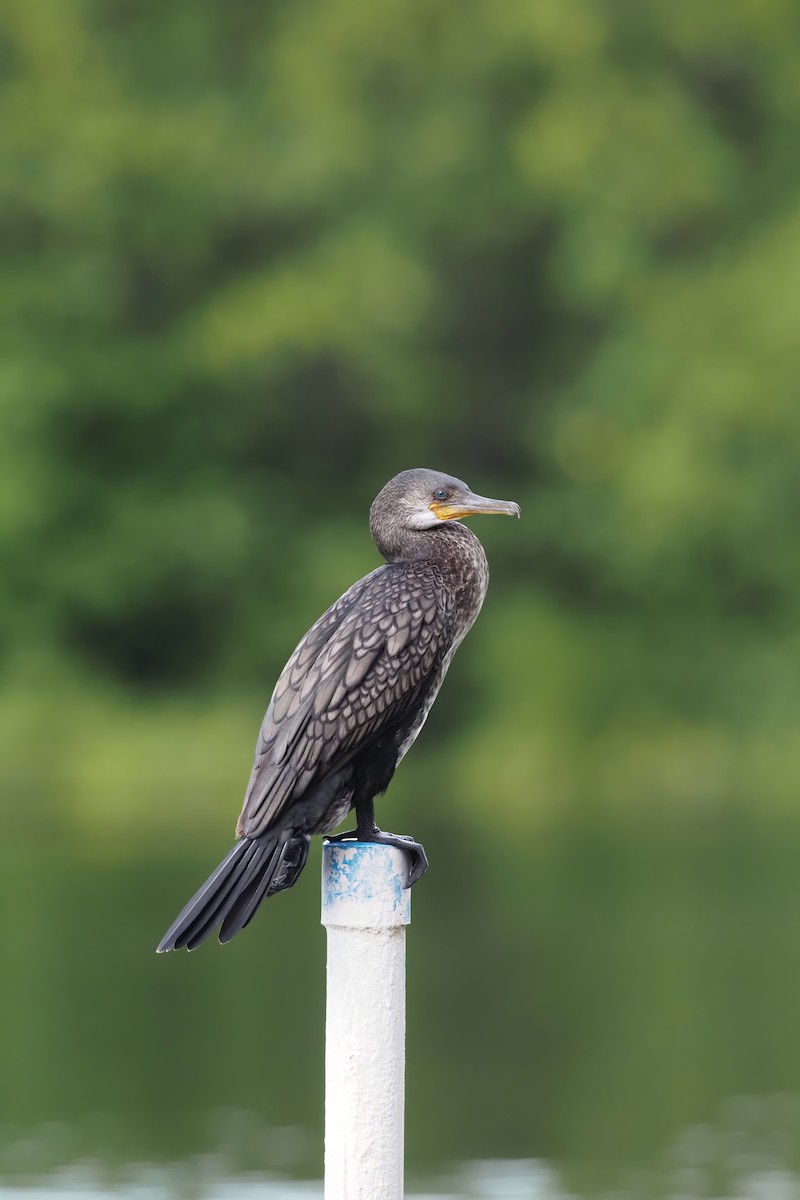 Indian Cormorant - Akharachai  Rojbundit