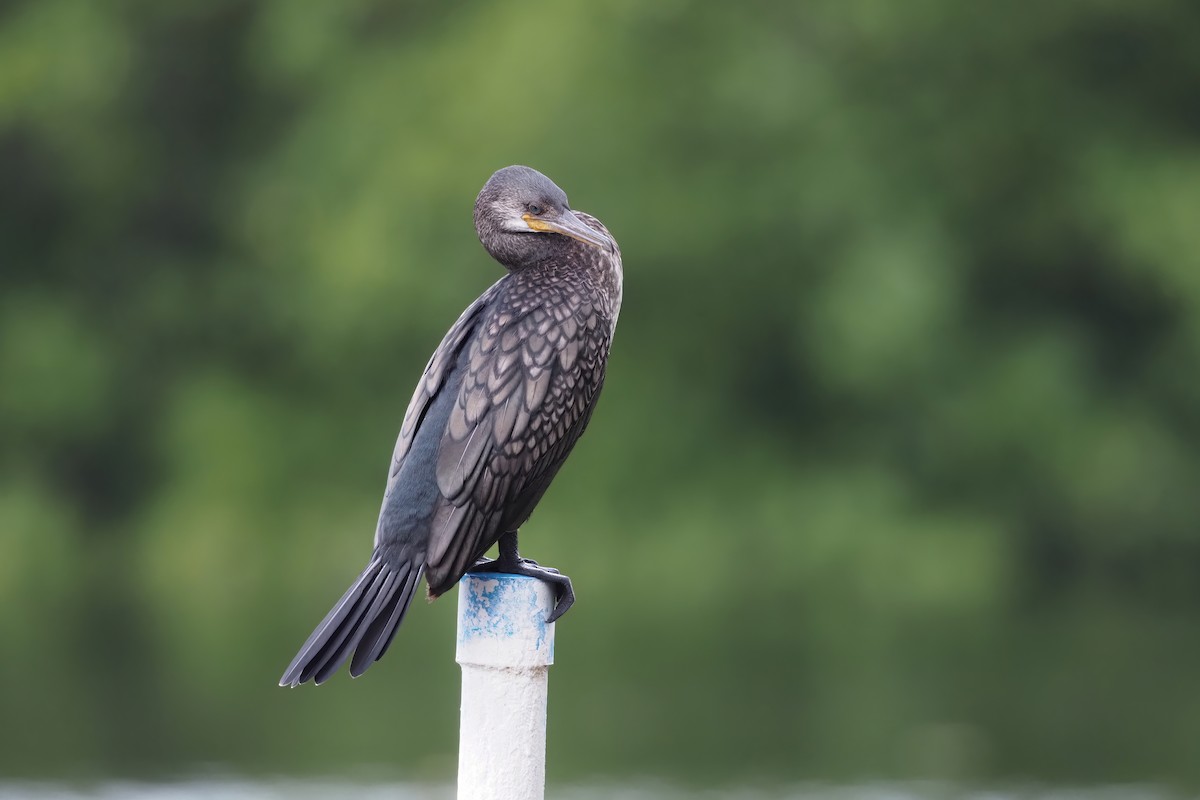 Indian Cormorant - ML597358841