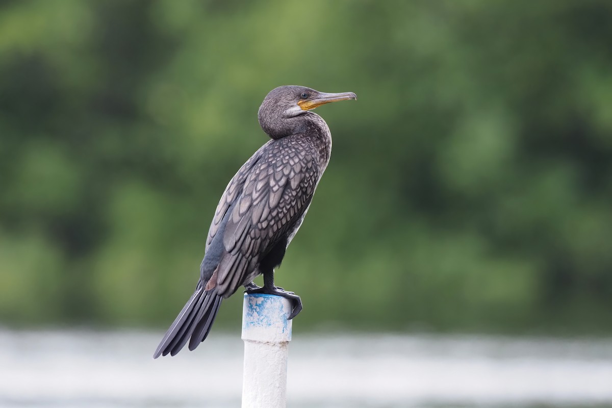 Indian Cormorant - Akharachai  Rojbundit