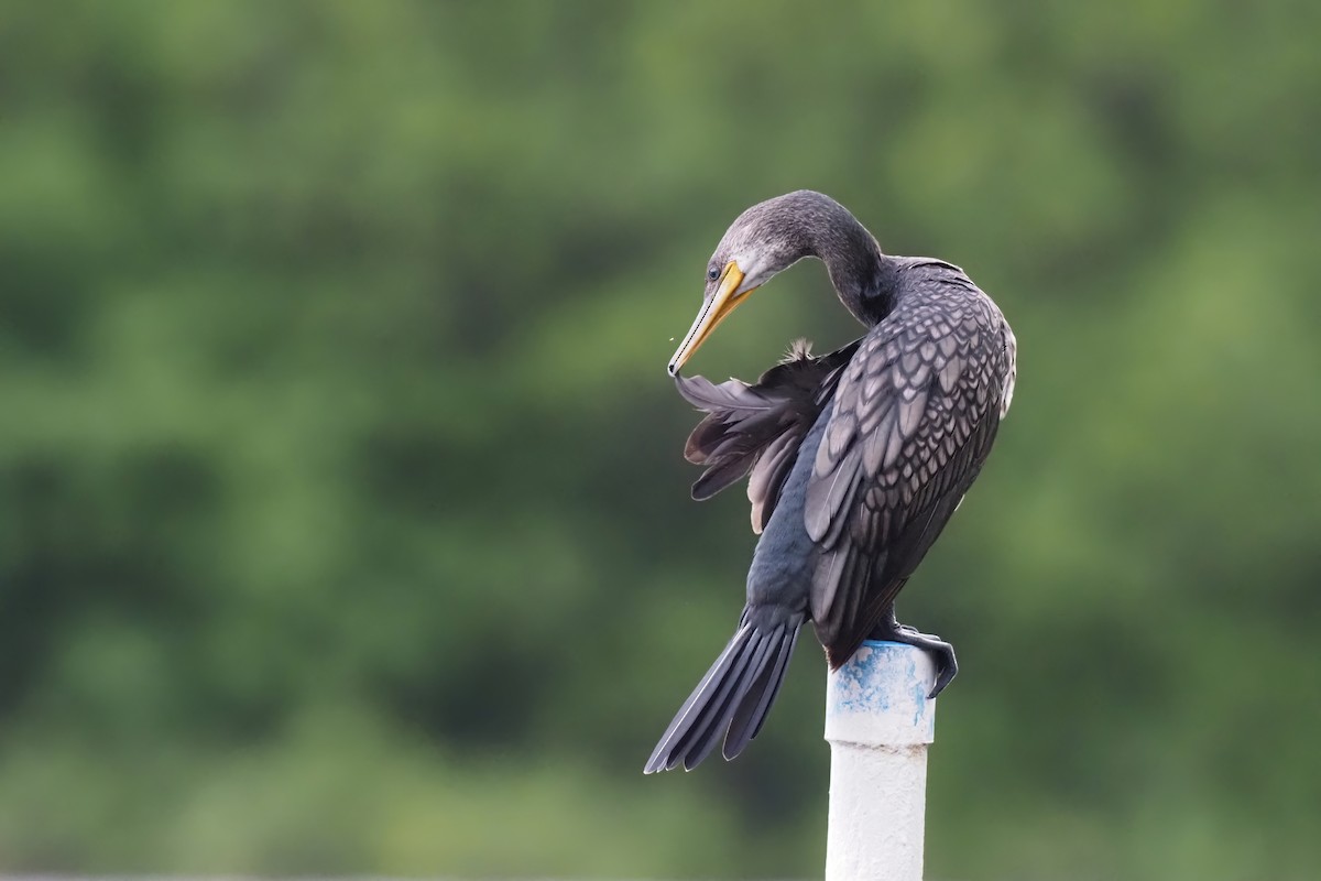 Indian Cormorant - Akharachai  Rojbundit