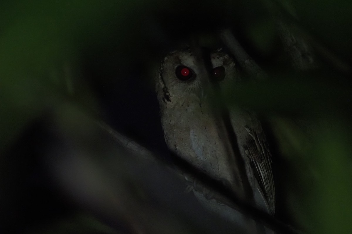 Collared Scops-Owl - ML597359451