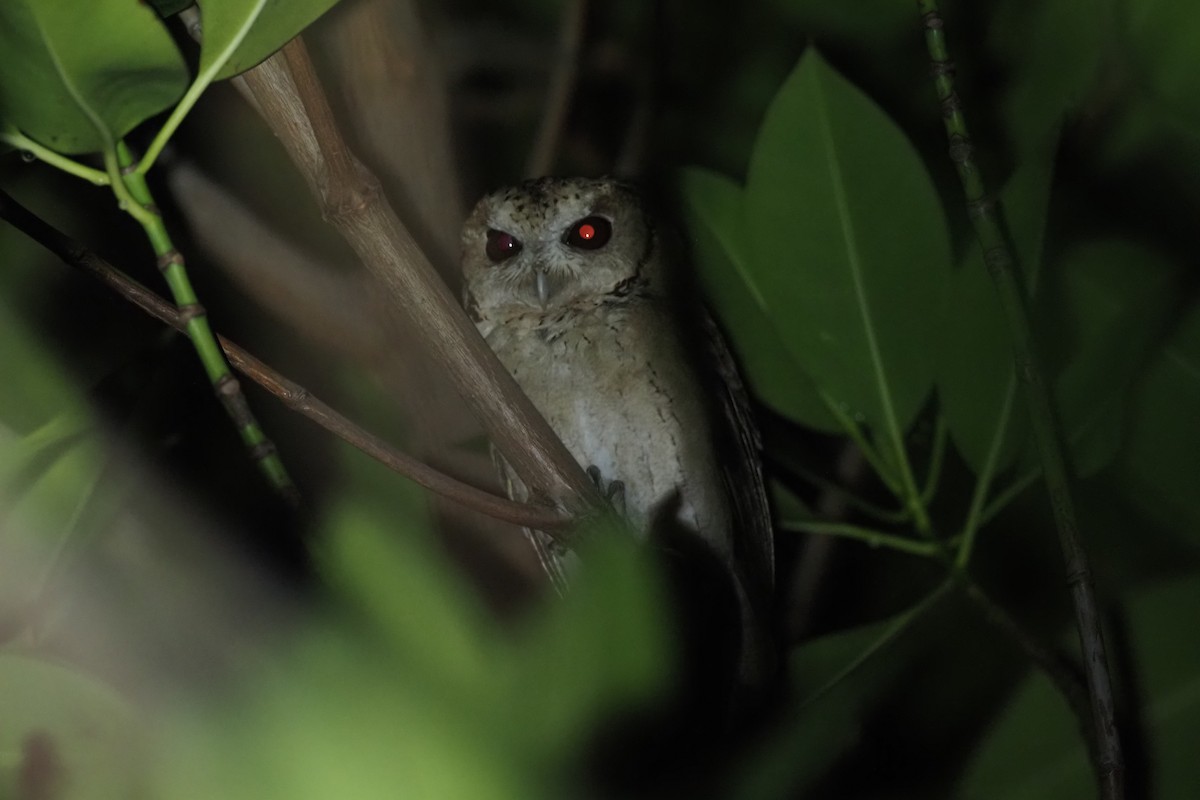 Collared Scops-Owl - Akharachai  Rojbundit