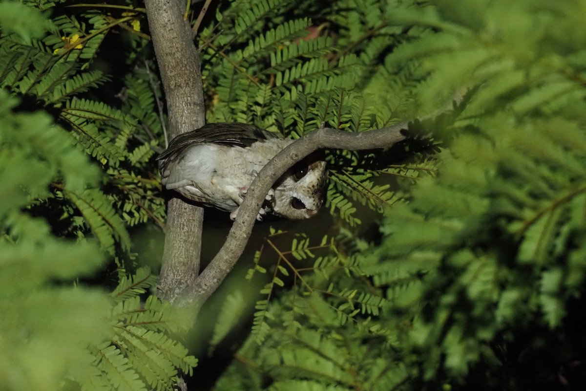 Collared Scops-Owl - Akharachai  Rojbundit