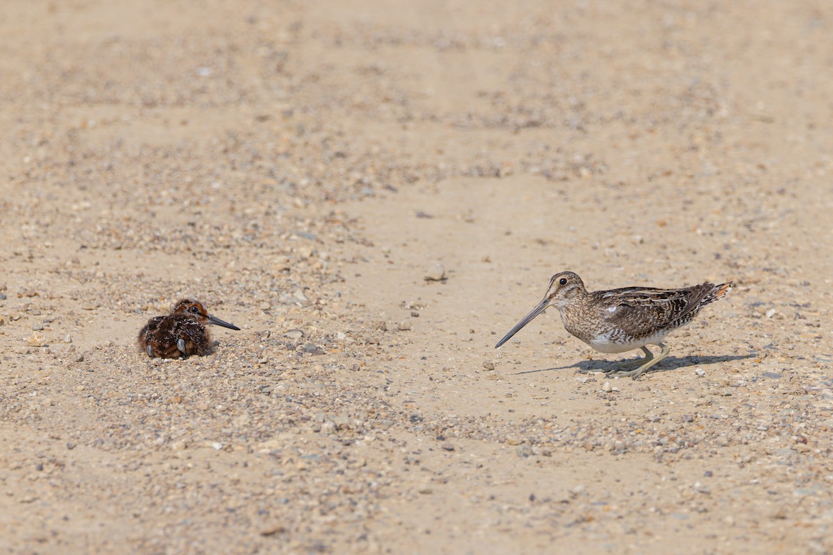 Wilson's Snipe - Jesse Kolar