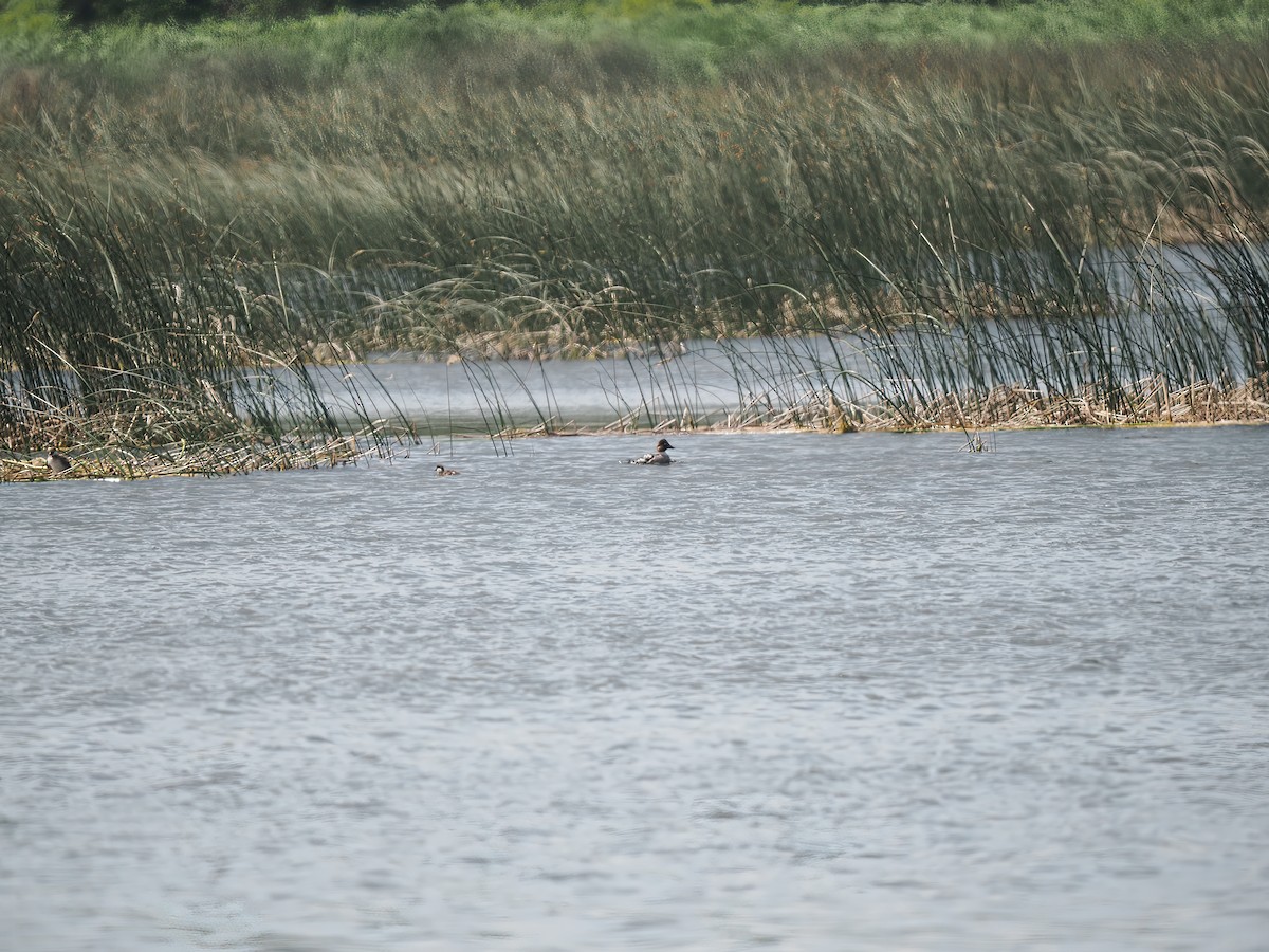 Common Goldeneye - ML597360531