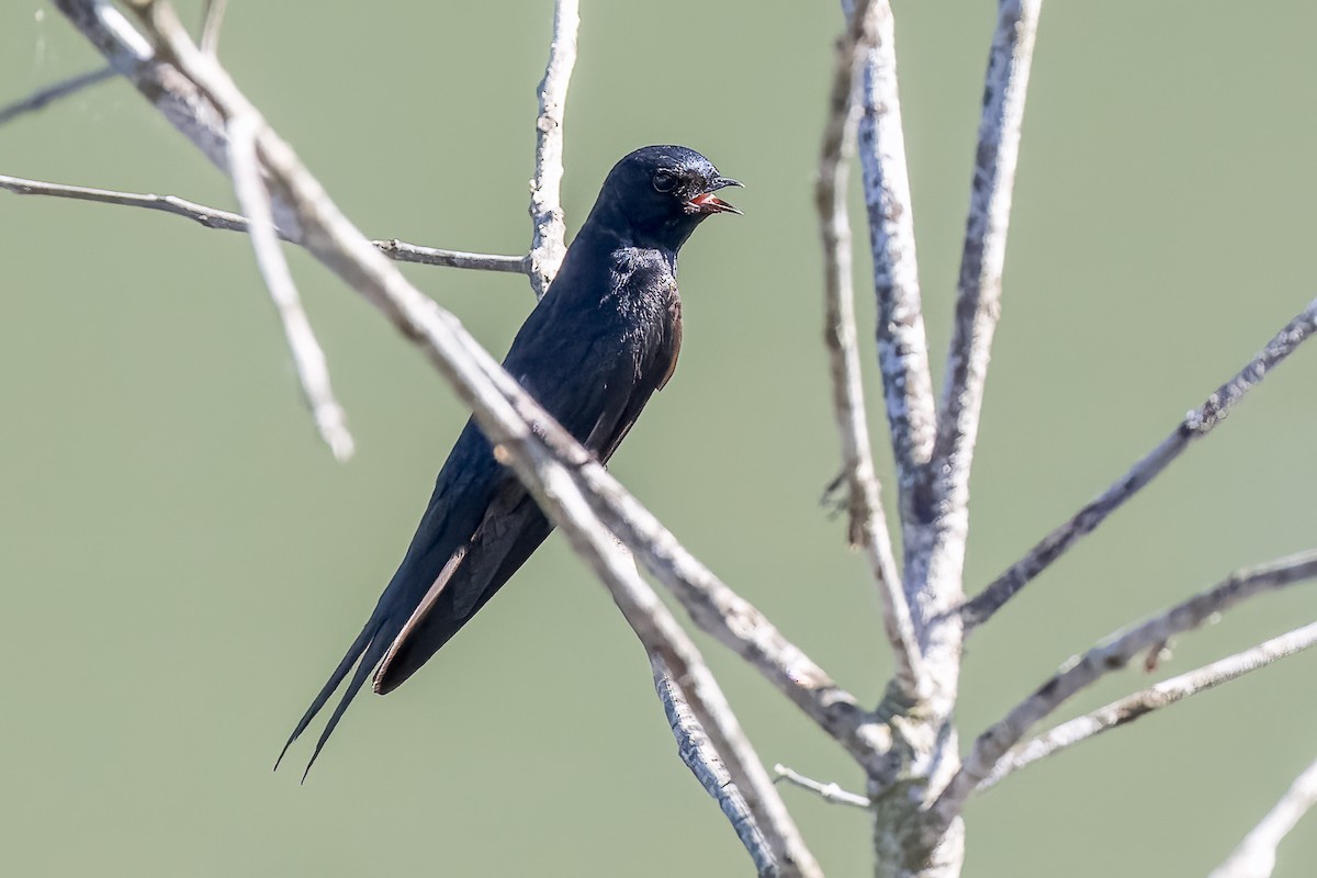 White-banded Swallow - ML597360551