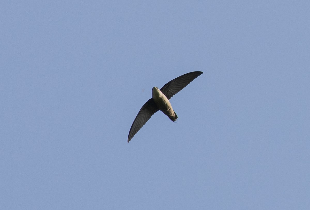 Chimney Swift - ML597361011