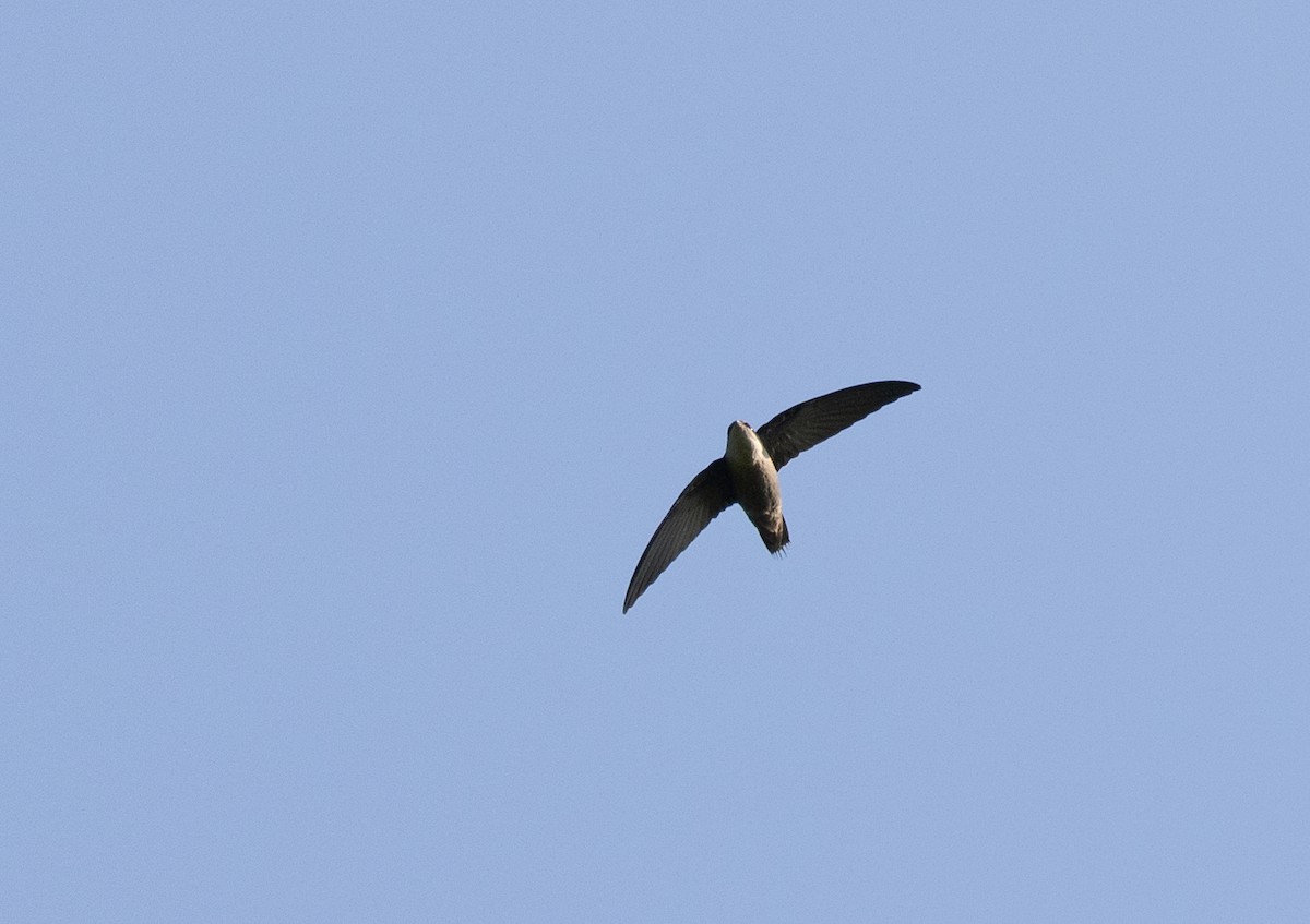 Chimney Swift - ML597361021