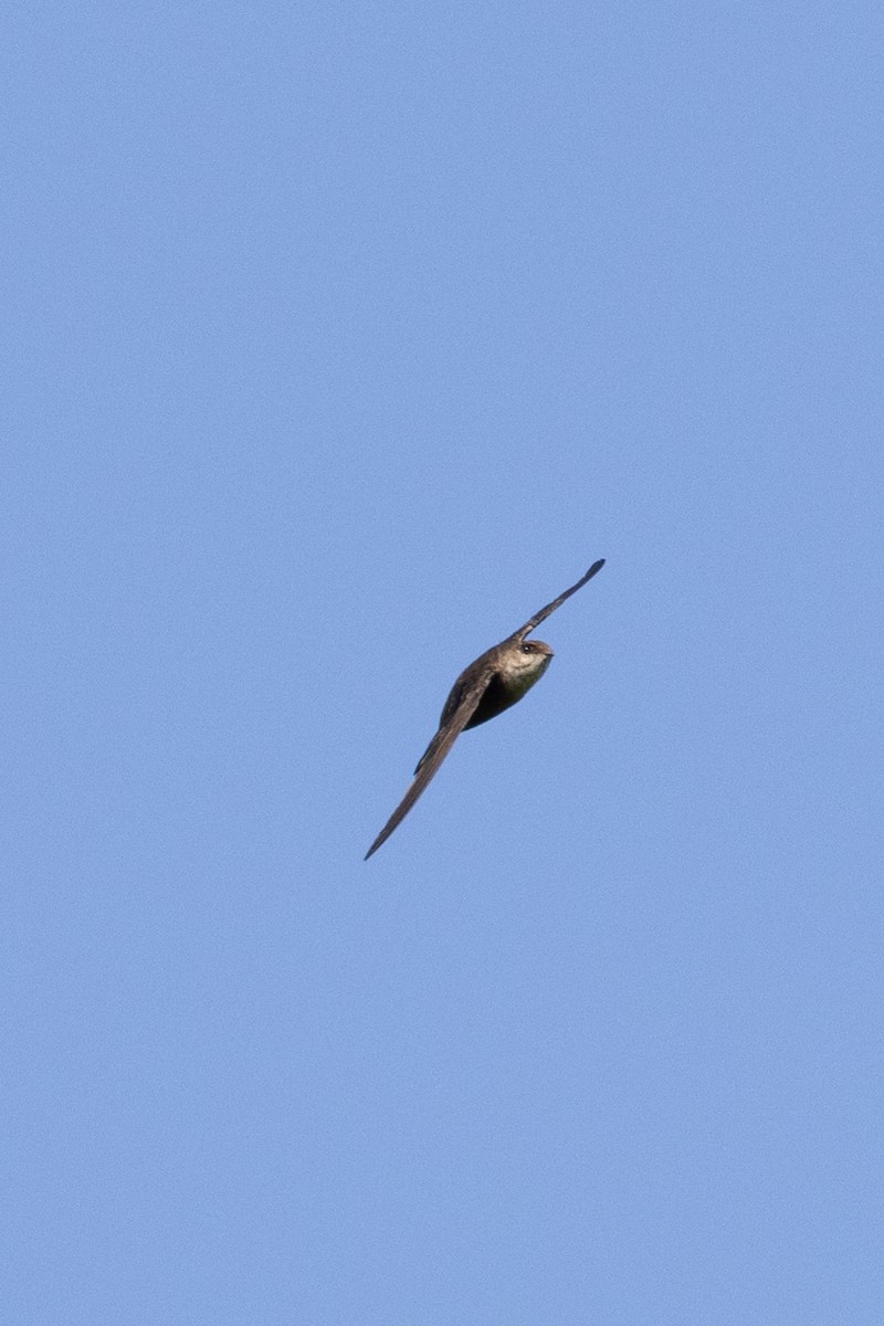 Chimney Swift - ML597361031