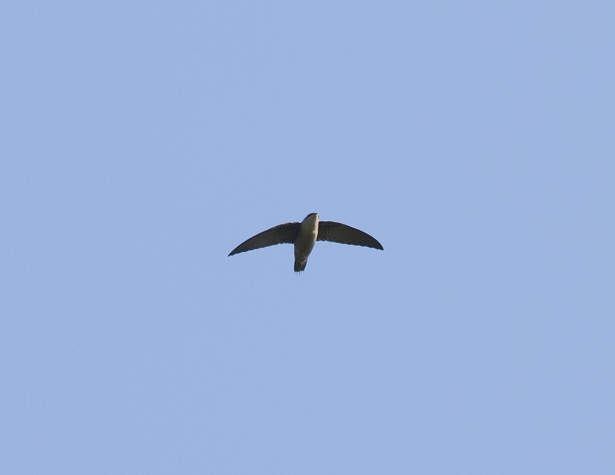 Chimney Swift - ML597361041