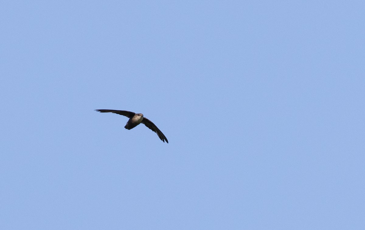 Chimney Swift - ML597361051