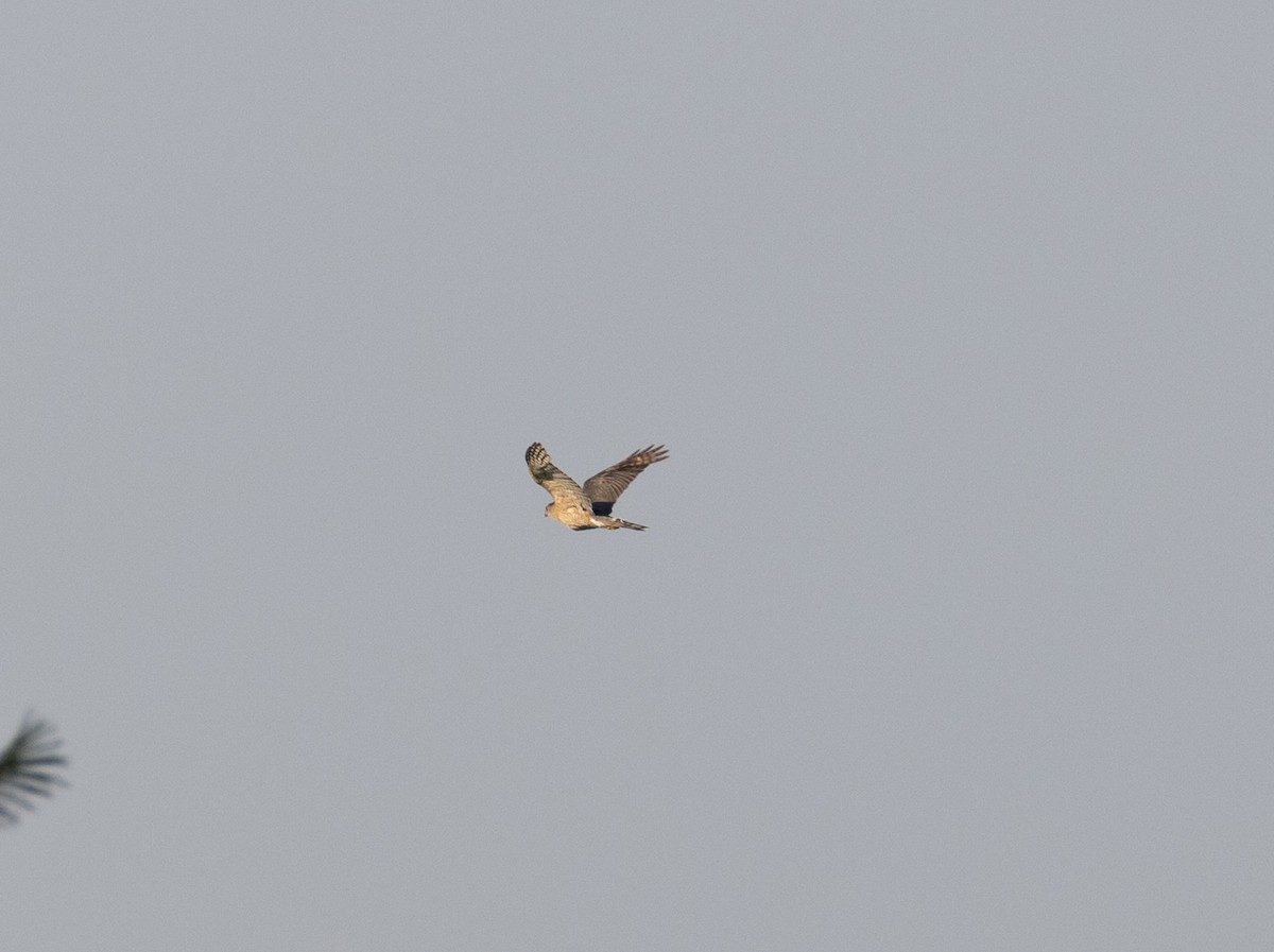 Cooper's Hawk - ML597361141
