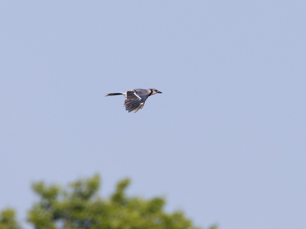 Blue Jay - ML597361211