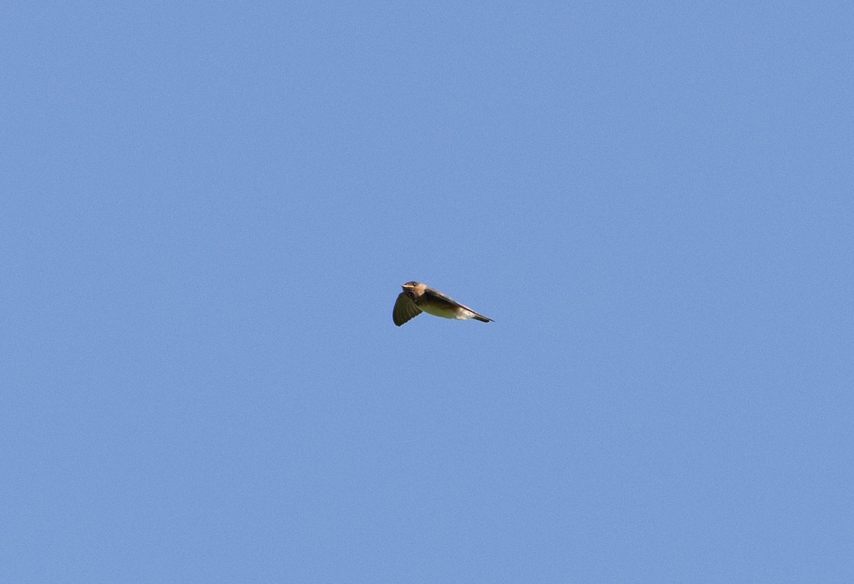 Cliff Swallow - ML597361281