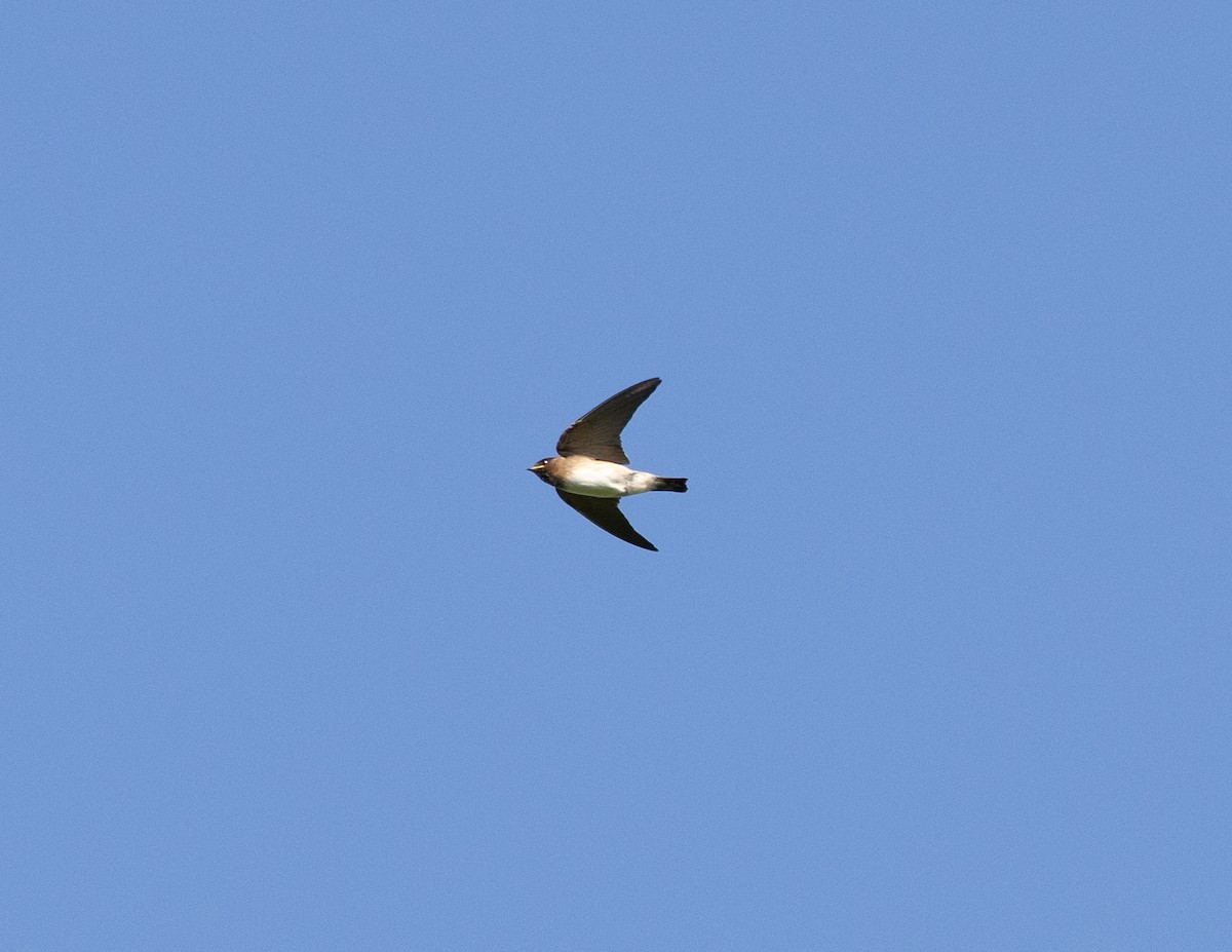 Cliff Swallow - ML597361291