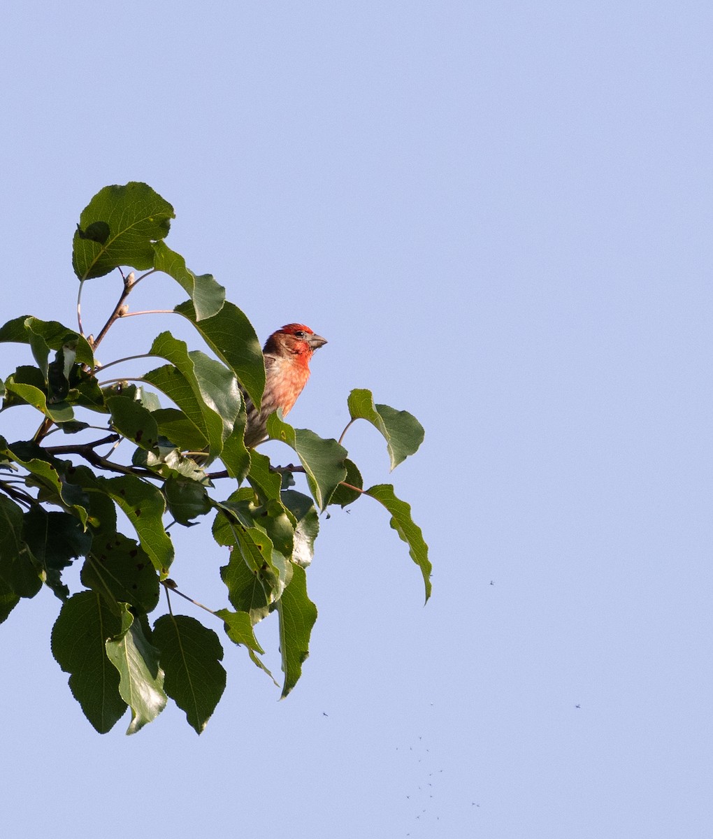 House Finch - ML597361311