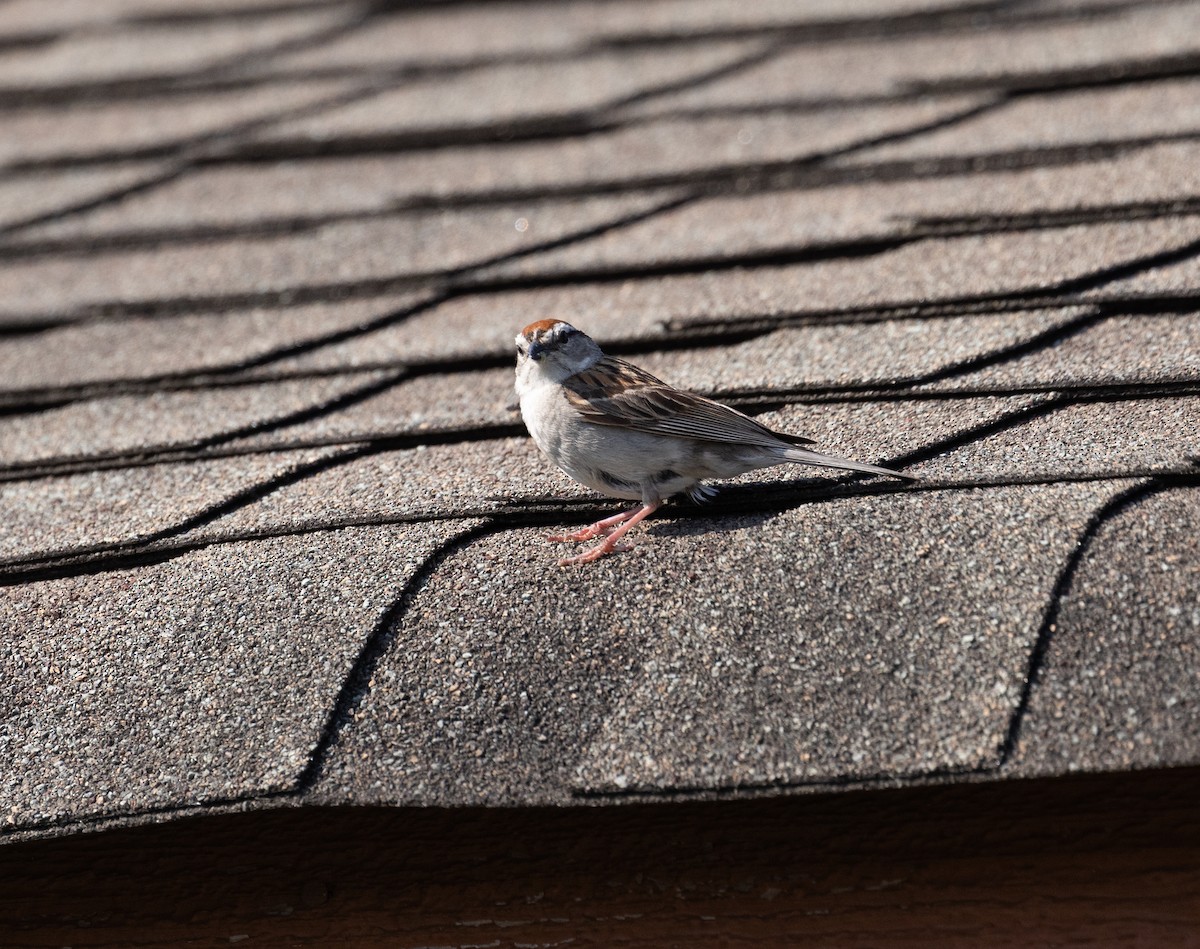 Chipping Sparrow - ML597361351