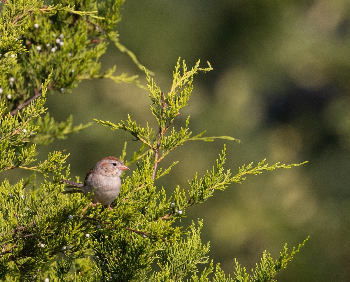 Field Sparrow - ML597361371