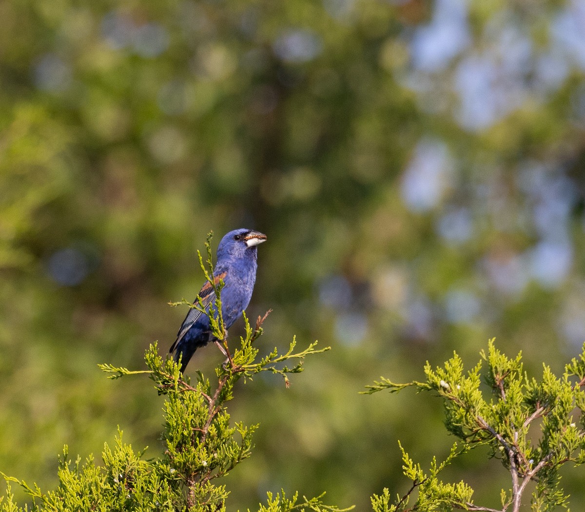 Blue Grosbeak - ML597361391