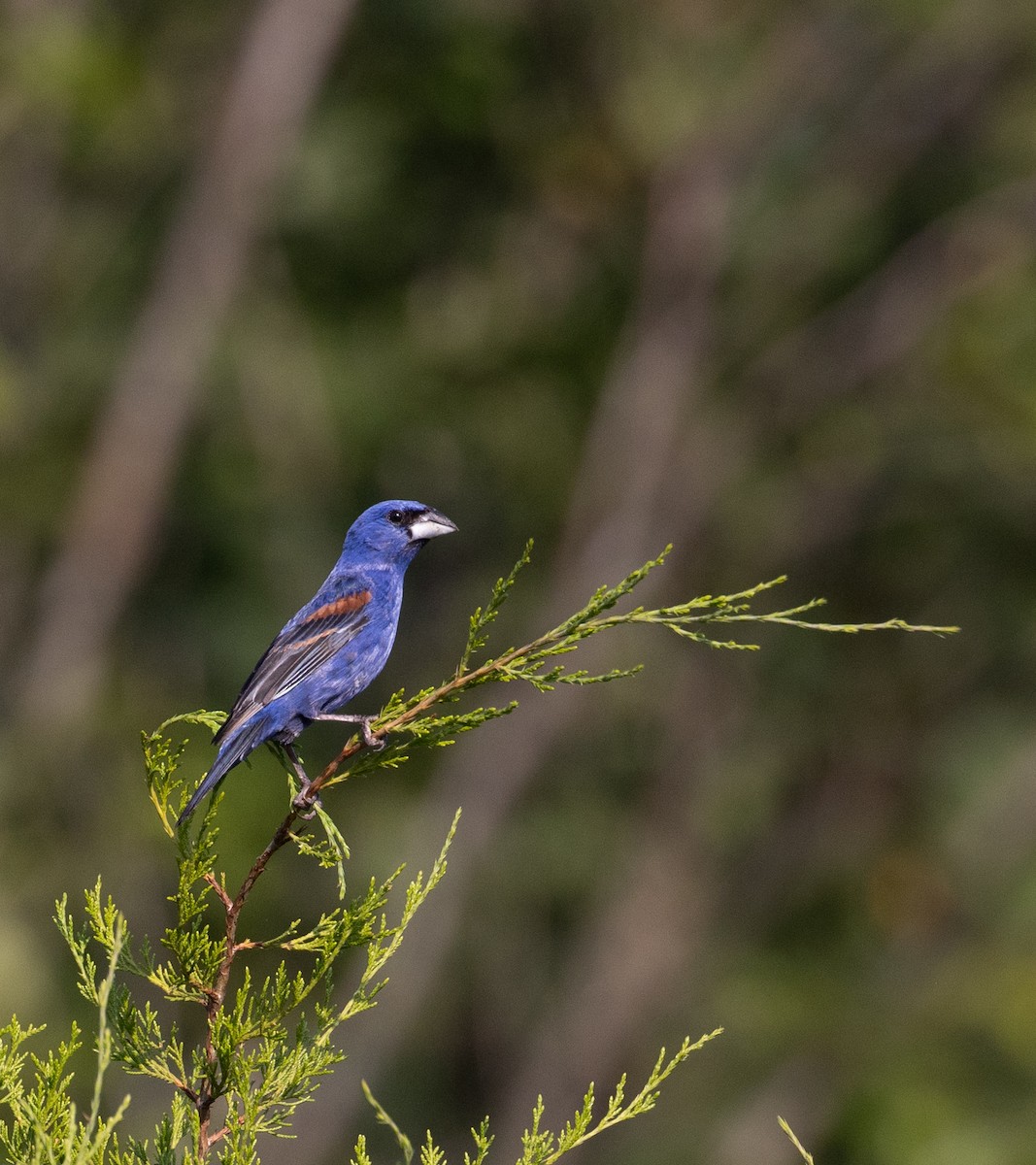 Blue Grosbeak - ML597361401