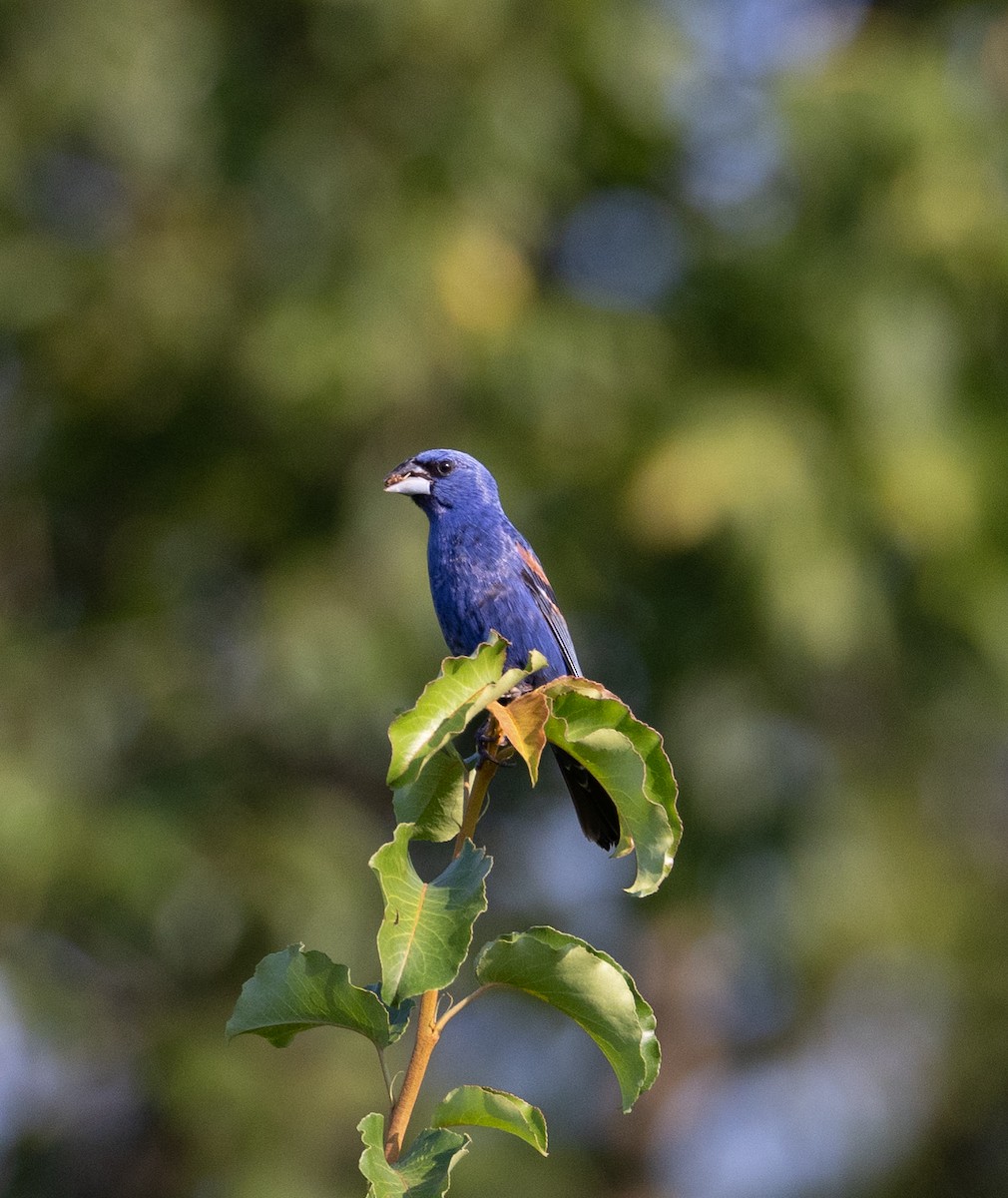 Blue Grosbeak - ML597361411