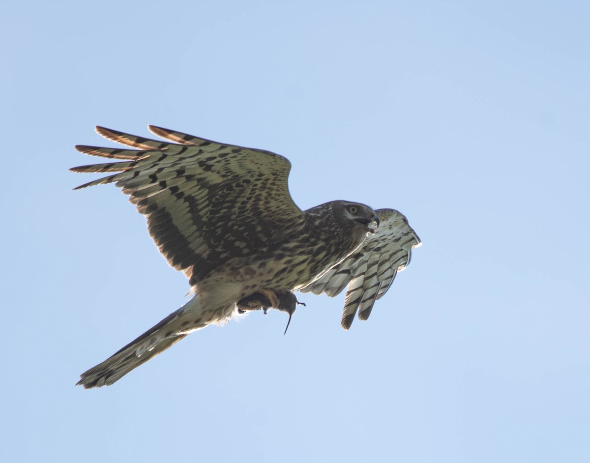 Northern Harrier - ML597361921