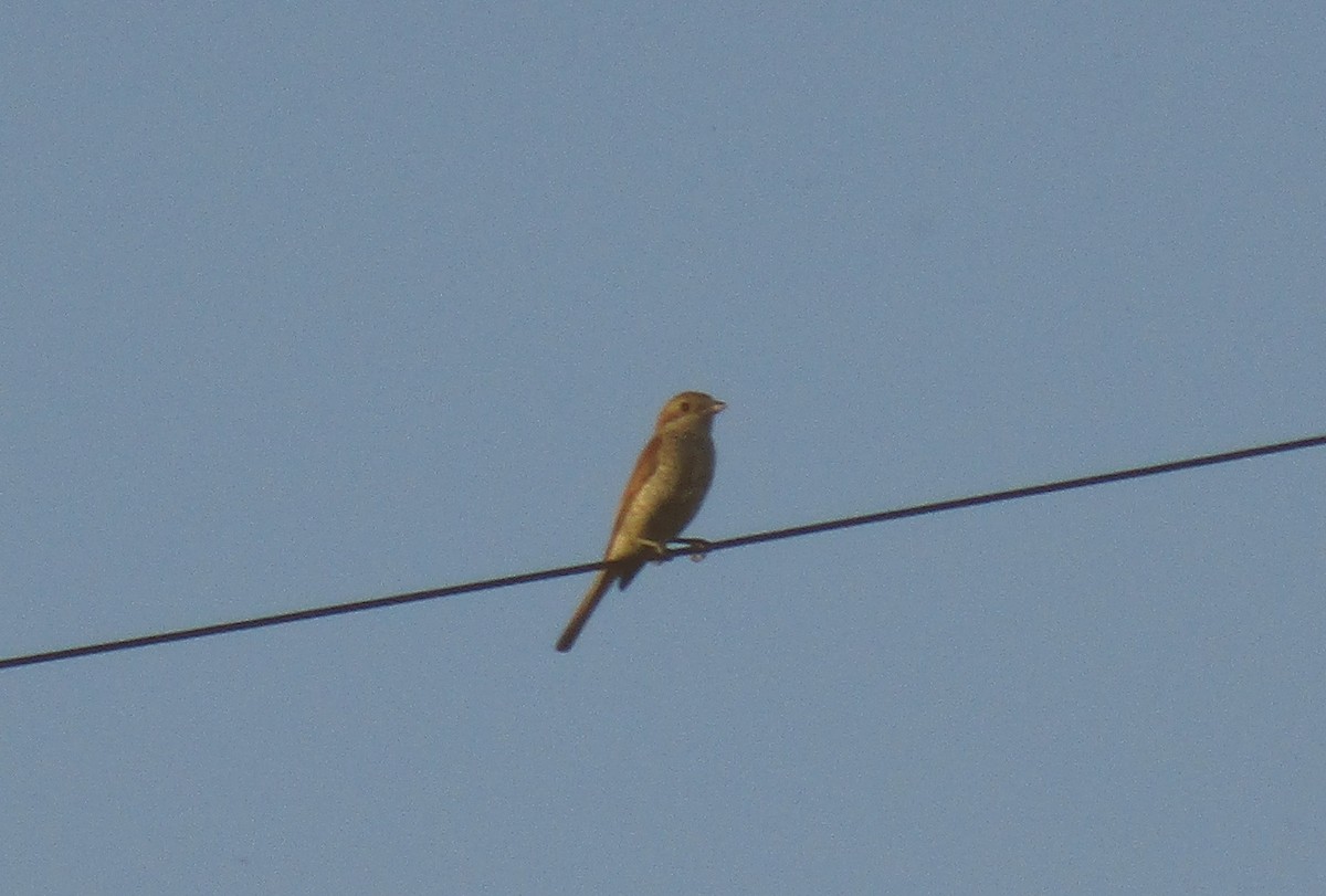 Red-backed Shrike - ML597362191