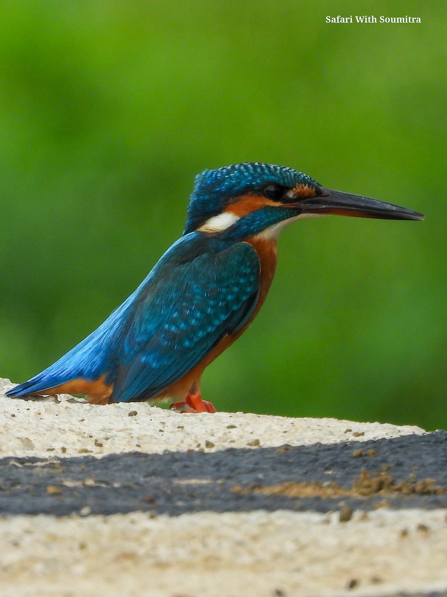 Common Kingfisher - ML597362351