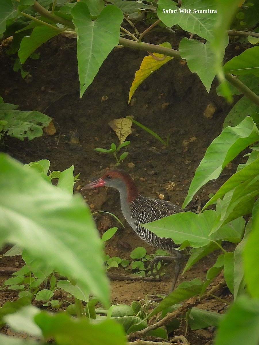 Slaty-breasted Rail - ML597362441