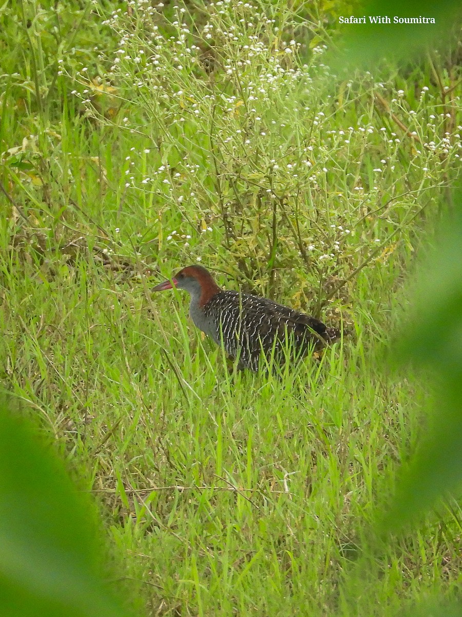 Slaty-breasted Rail - ML597362451