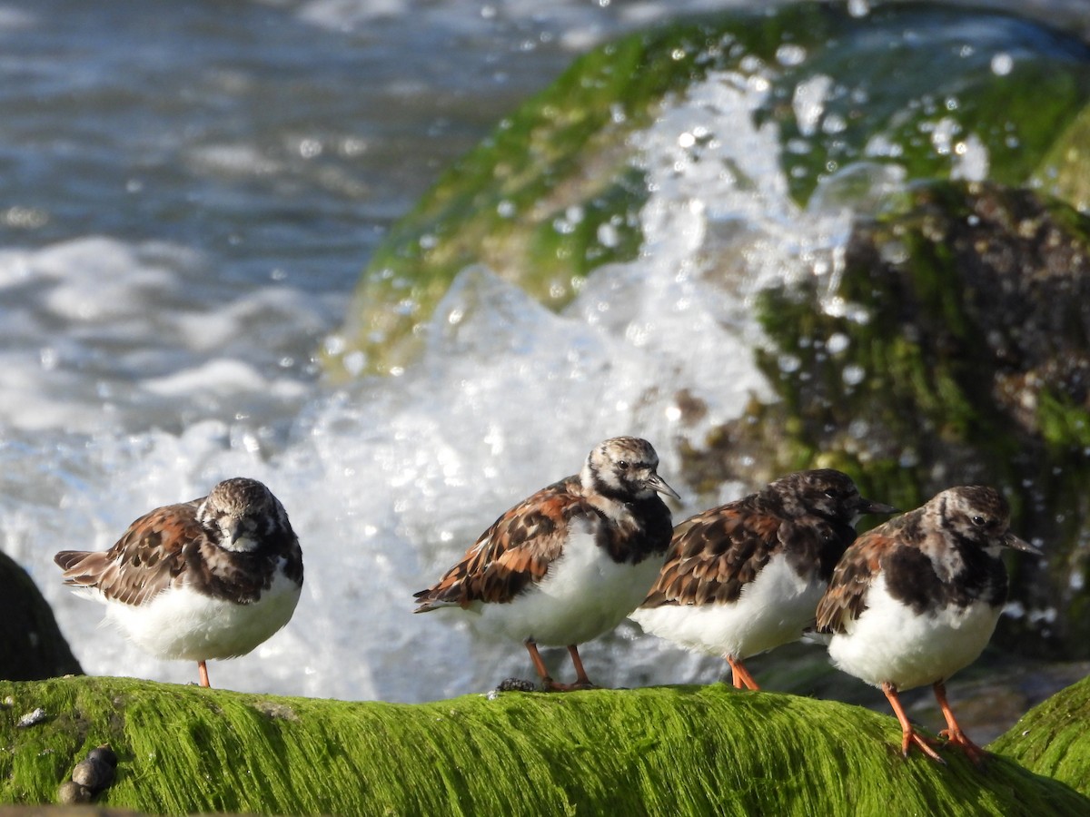 Ruddy Turnstone - ML597362751