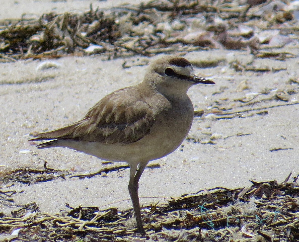 Mountain Plover - ML597362781