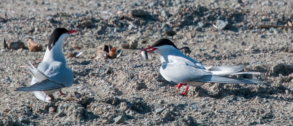 Arctic Tern - ML597365691