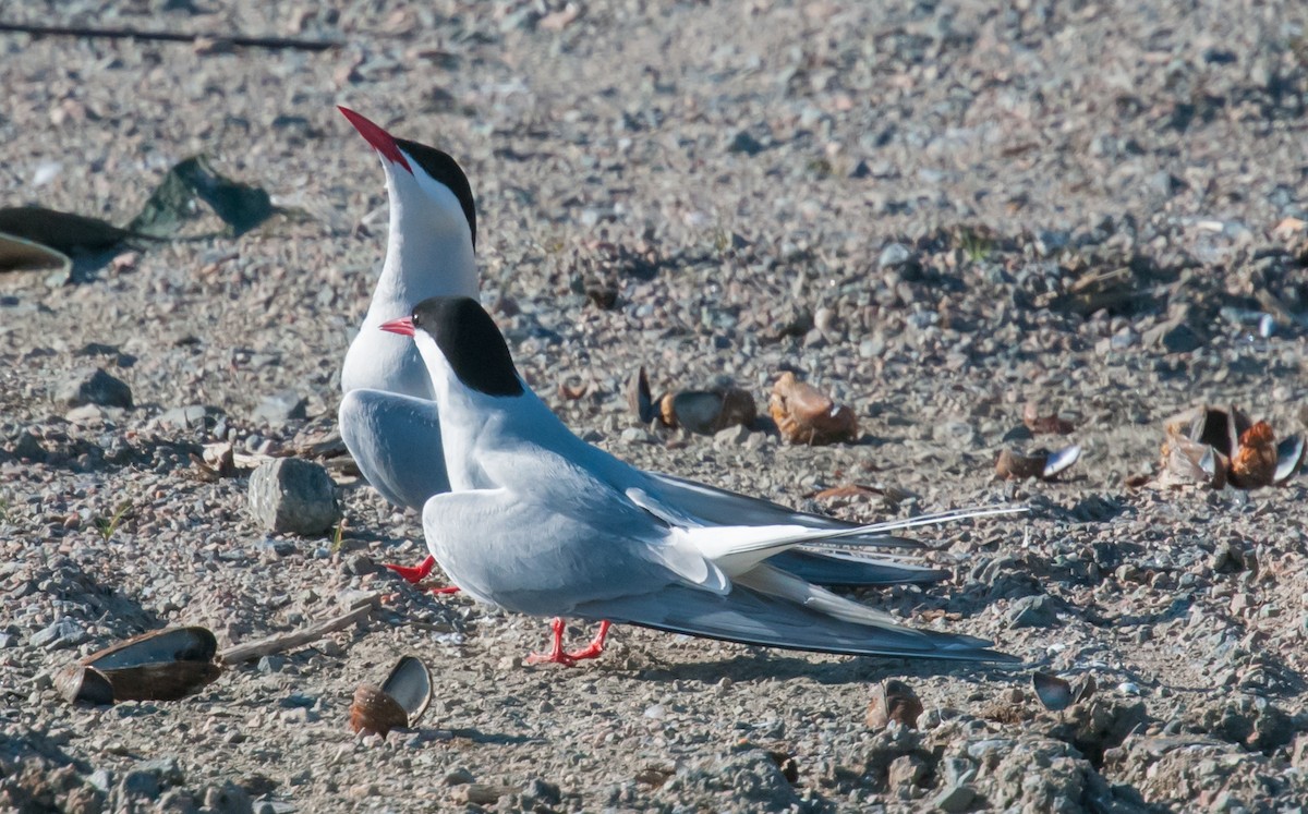 Arctic Tern - ML597365901