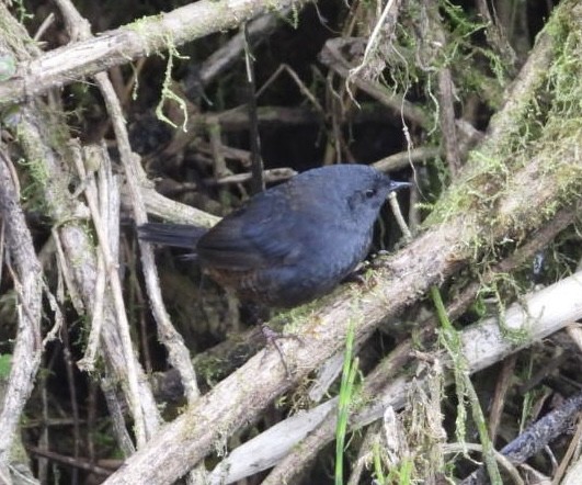 Paramo Tapaculo - ML597366571